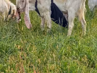 Bode, Gulabi goats — foto 1