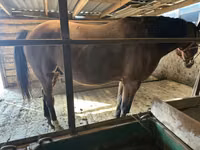 公马, Manipuri pony — 照片 4