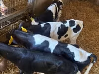 सांड, Russian Black pied cattle — फ़ोटो 2