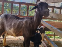 母山羊, Goats — 照片 2