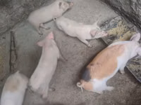Eber, Schweine — Foto 2
