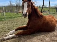 公马, Quarter Horse — 照片 2