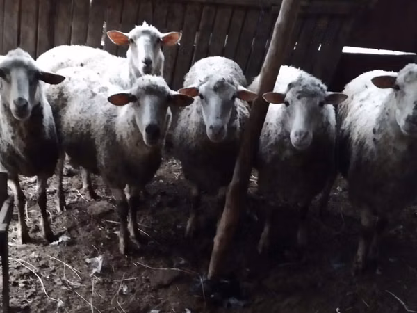 भेड़, Bessarabian sheep — मॉल्डोवा
