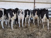 Vacă, Rasa Holstein — foto 1