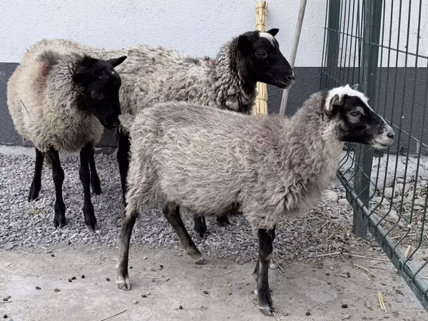 Ram, Hissar sheep