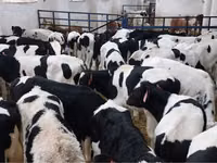 Touro, Raça Holstein — foto 2