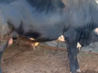 公牛, Cattle — 照片 4