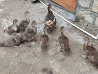 Ducks — फ़ोटो 4