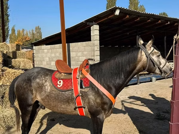 公马, Arabian horse