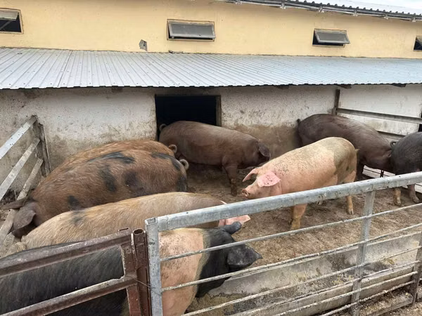 Scroafă, Porci