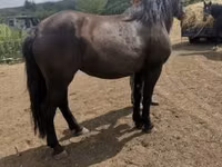 Toychoq, Međimurje horse — 4-rasm