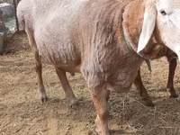 Qoʻchqor, Katum sheep — 3-rasm