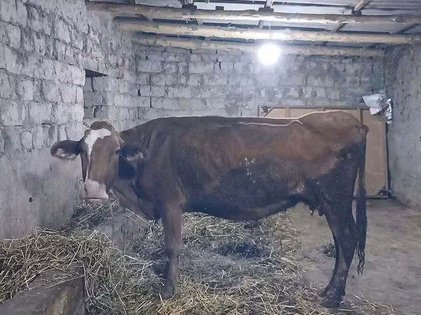 Bovinos (lote, sexo não especificado), Bovinos