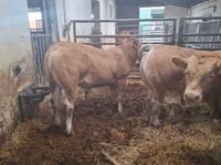Taureau, Blonde d’Aquitane cattle — photo 4