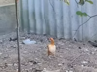 Chickens — الصورة 1