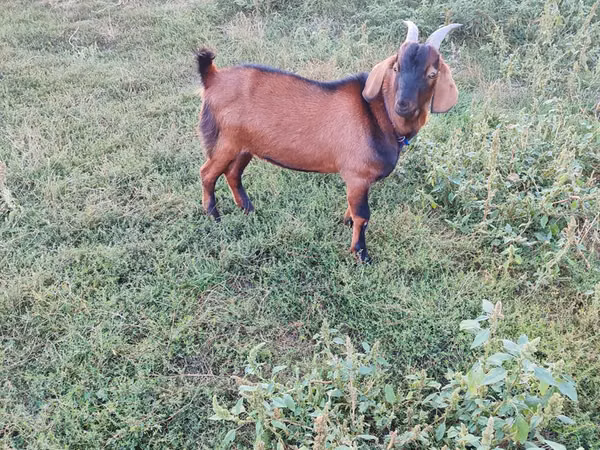 Ziegenbock, Nubian Goat — Republik Moldau
