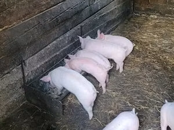 Scroafă, Porci
