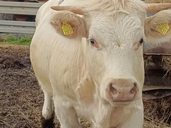 Cow, Charolais cattle