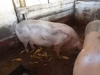 Säue, Schweine — Foto 6