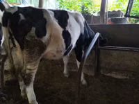 Kuh, Russian Black pied cattle — Foto 1