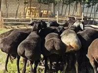 Schaf, Hissar sheep — Foto 3