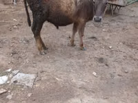 Touro, Bovinos — foto 3
