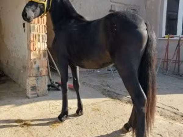 حصان, Friesian