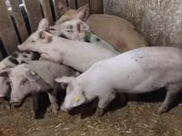 Scroafă, Porci — foto 1