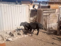 Carneiro, Ordabasy sheep — foto 3