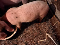 Vier, Porci — foto 1
