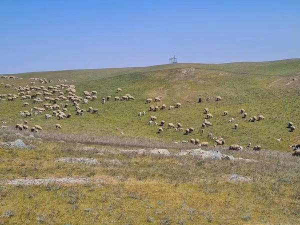 Schaf, Merino sheep