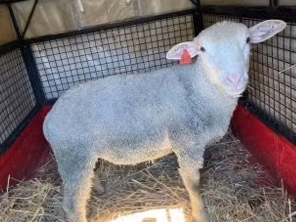 Widder, Ile-de-France sheep
