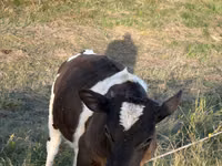 Bulle, Rinder — Foto 1
