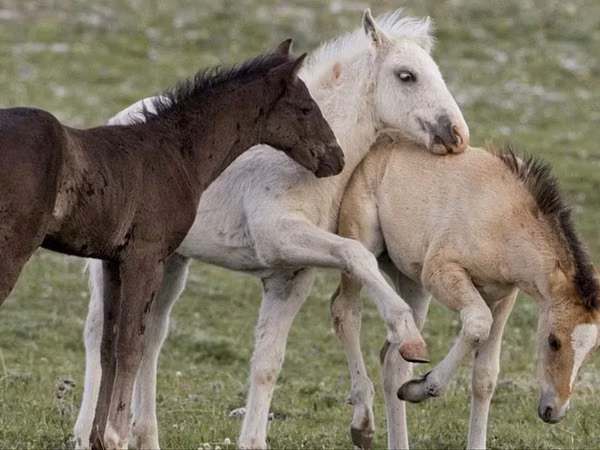 Stute, Kazakh horse