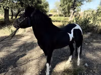 Atlar (partiya, cinsi göstərilməyib), American shetland pony — foto 1