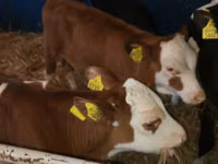 Bovine (lot, sex nespecificat), Simmental cattle — foto 3