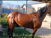 Cavalo, Cavalos — foto 1