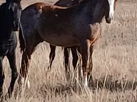 Hengst, Kazakh horse — Foto 1