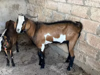 Ziegenbock, Nubian Goat — Foto 3