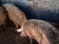 母猪, Pigs — 照片 7