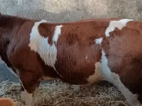 Bou, Simmental cattle — foto 3