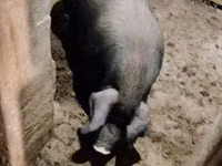 Säue, Schweine — Foto 1