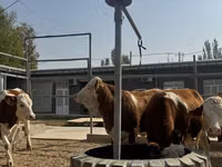 मवेशी (लॉट, लिंग निर्दिष्ट नहीं), Simmental cattle — फ़ोटो 4