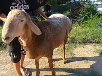 Berbec, Agin sheep — foto 3