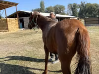 Stute, Kazakh horse — Foto 7