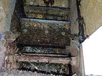 Vind tocător de crengi — Foto 4