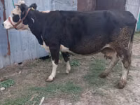 بقرة, Russian Black pied cattle — الصورة 2