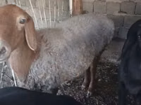 母羊, Sheep — 照片 3