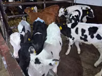 Bulle, Russian Black pied cattle — Foto 2