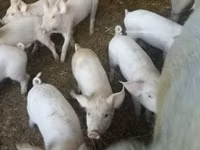 Pigs (batch, sex not specified), Pigs — photo 3